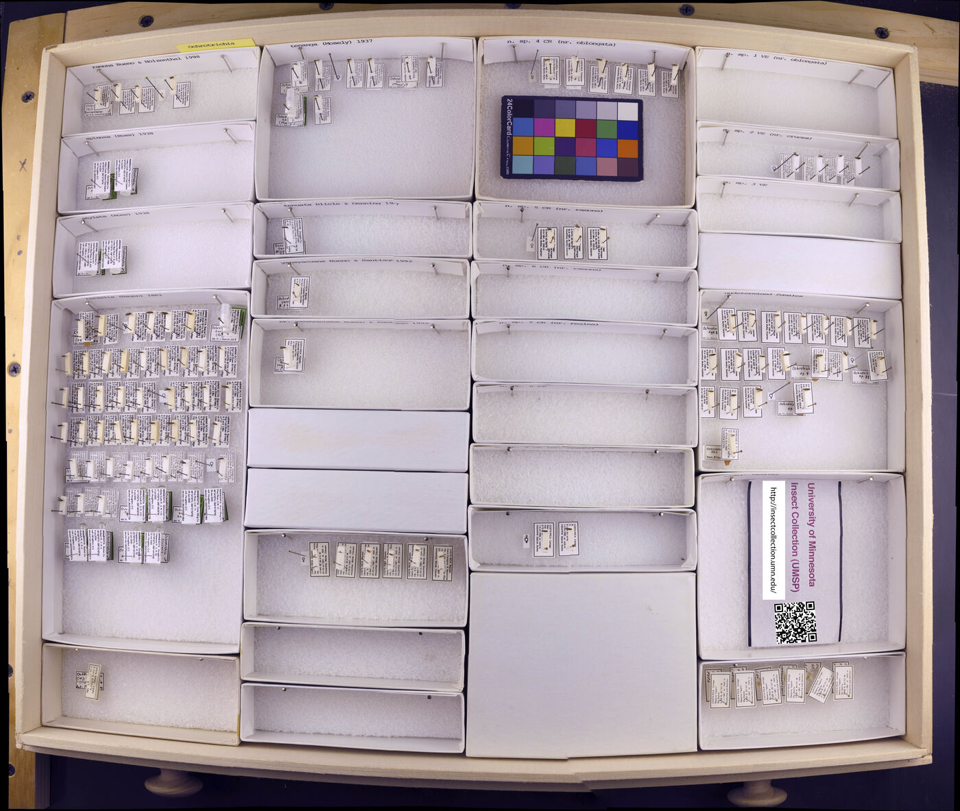 Ochrotrichia ramona image