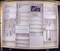 Media resource of Ochrotrichia ramona