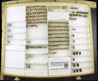 Media resource of Prionosoma podopioides