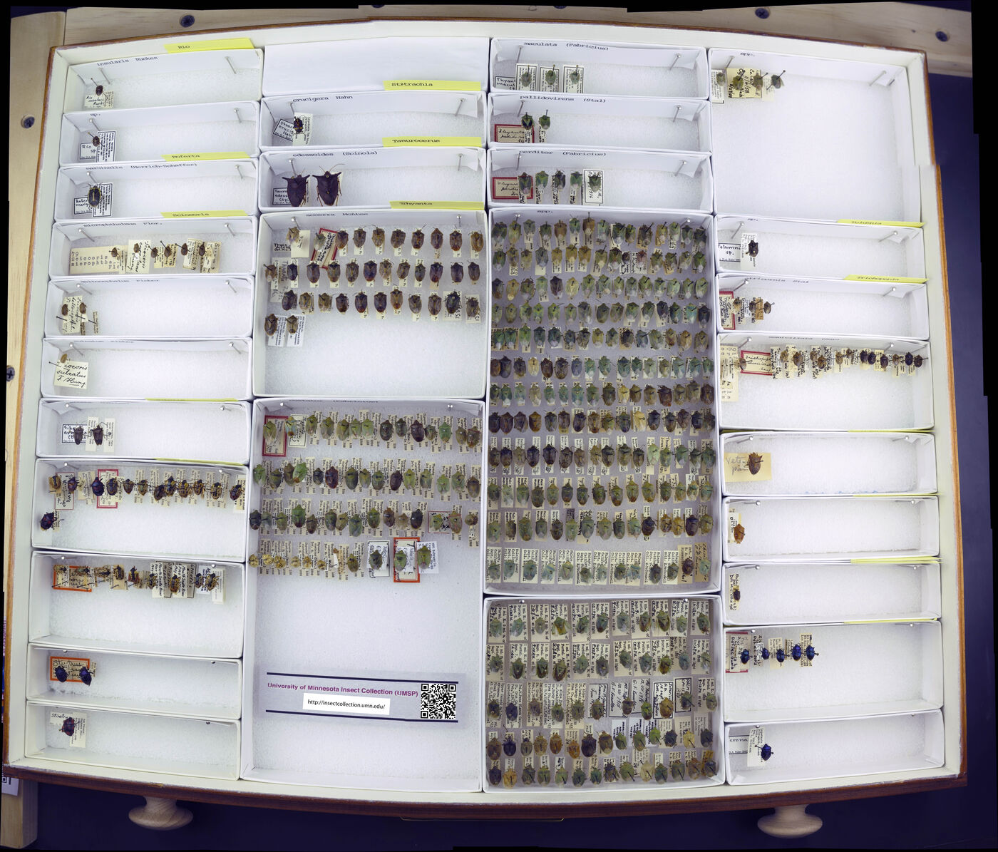 Thyanta accerra image