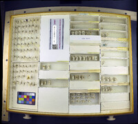 Media resource of Cladura flavoferruginea