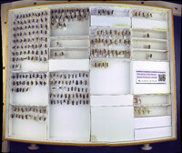 Media resource of Alydus eurinus