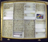 Media resource of Hydrocanthus iricolor