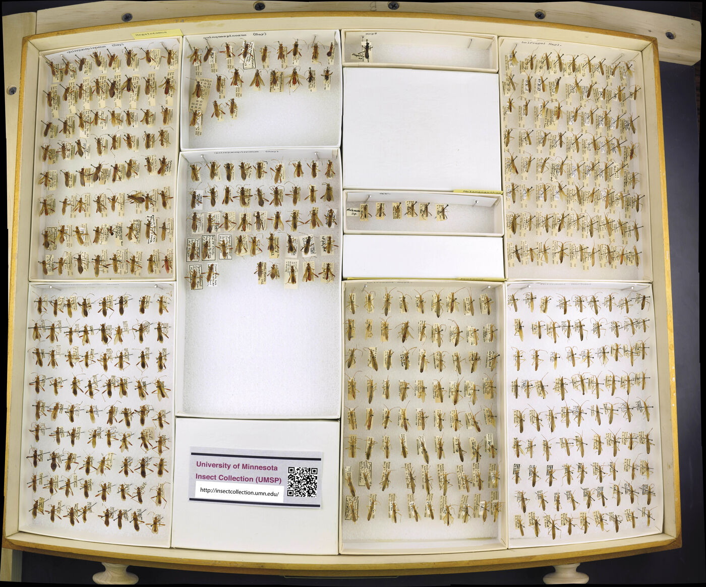 Megalotomus quinquespinosus image