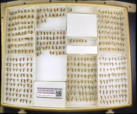 Media resource of Megalotomus quinquespinosus