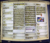 Ammonaios confusus image