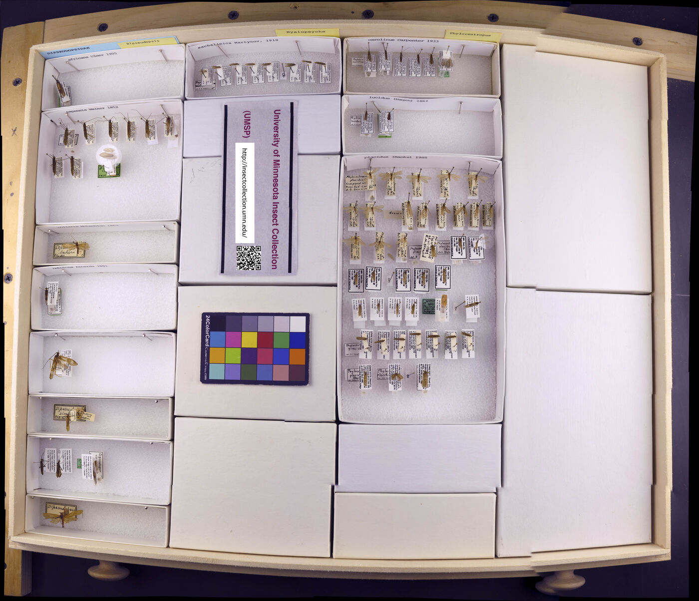 Dipseudopsidae image