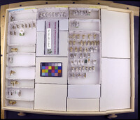 Media resource of Dipseudopsis africana