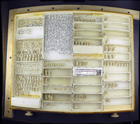 Media resource of Symplecta cana