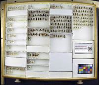 Media resource of Lagium atroviolaceum