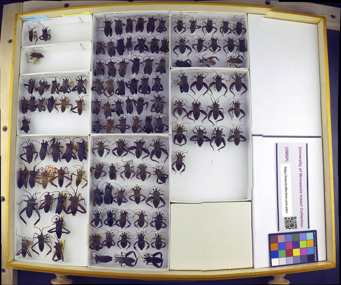 Acanthocephala image