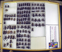 Media resource of Acanthocephala affinis