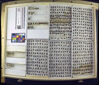 Media resource of Agabus aeruginosus