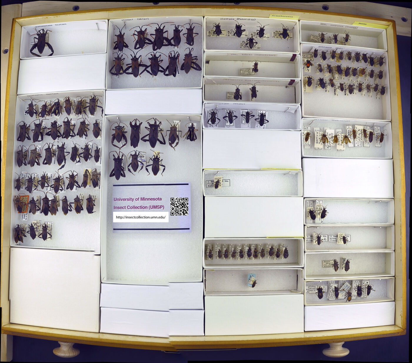 Camptischium clavipes image