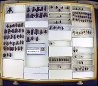 Media resource of Camptischium clavipes