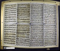 Media resource of Agabus antennatus