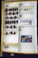 Media resource of Mydas clavatus