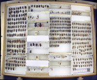 Media resource of Anisoscelis alipes