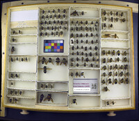 Media resource of Laphria flavicollis