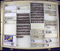 Media resource of Chelinidea tabulata