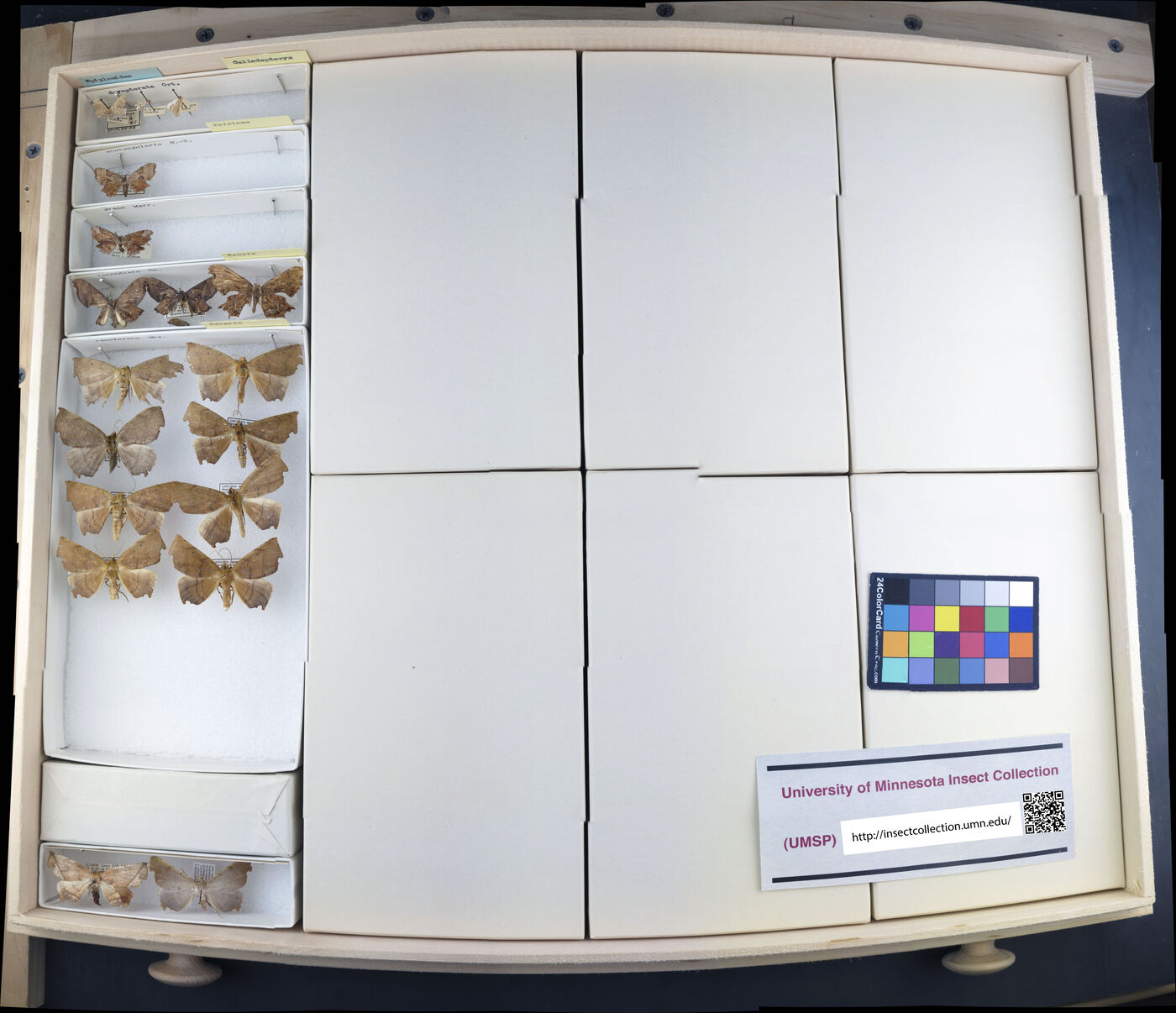 Epiplema acutangularia image