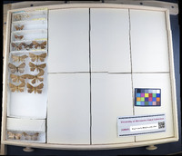 Media resource of Epiplema acutangularia