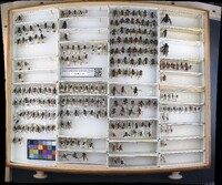 Media resource of Obelophorus landbecki