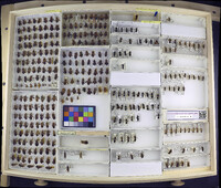 Media resource of Euthochtha galeator