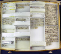 Media resource of Torymus splendens