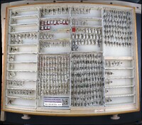 Media resource of Echthodopa formosa