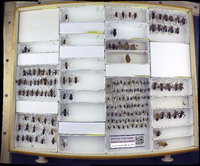 Media resource of Melucha lineatella