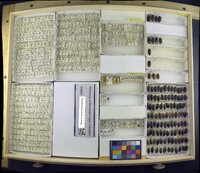 Media resource of Colymbetes dahuricus