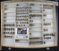 Media resource of Lasiopogon opaculus