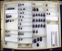 Media resource of Notobitopsis limbativentris