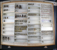 Media resource of Ceraturgus cruciatus