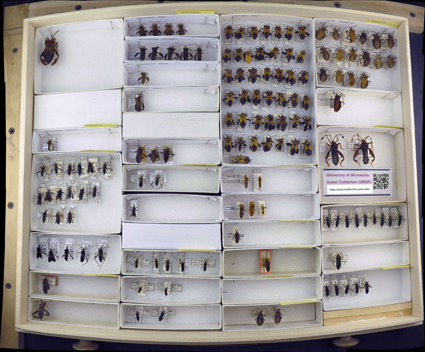 Piezogaster chiriquinus image