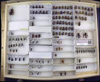 Media resource of Piezogaster chiriquinus