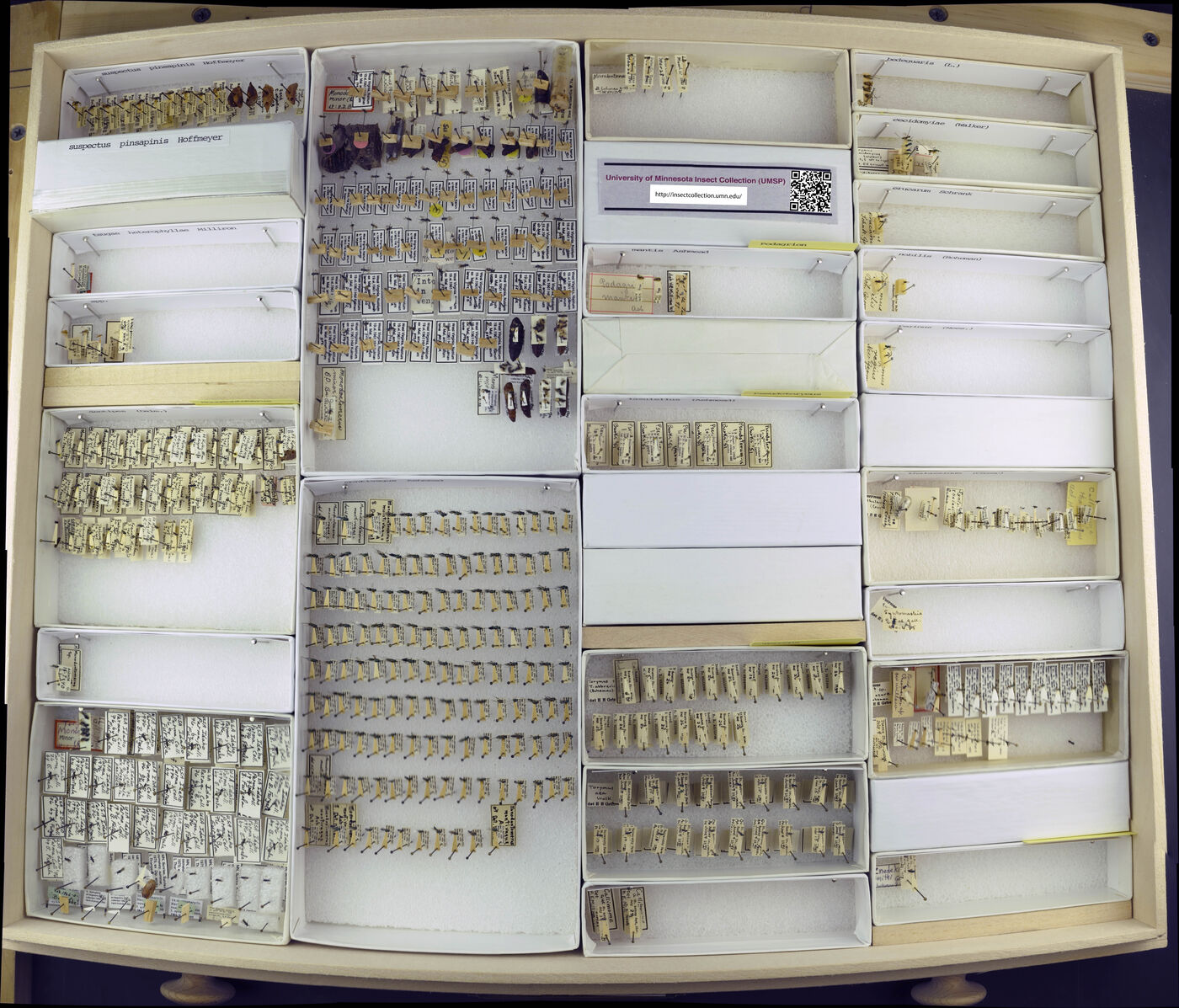 Podagrion mantis image