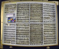 Media resource of Coptotomus interrogatus