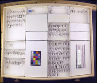 Media resource of Atanatolica botosaneanui