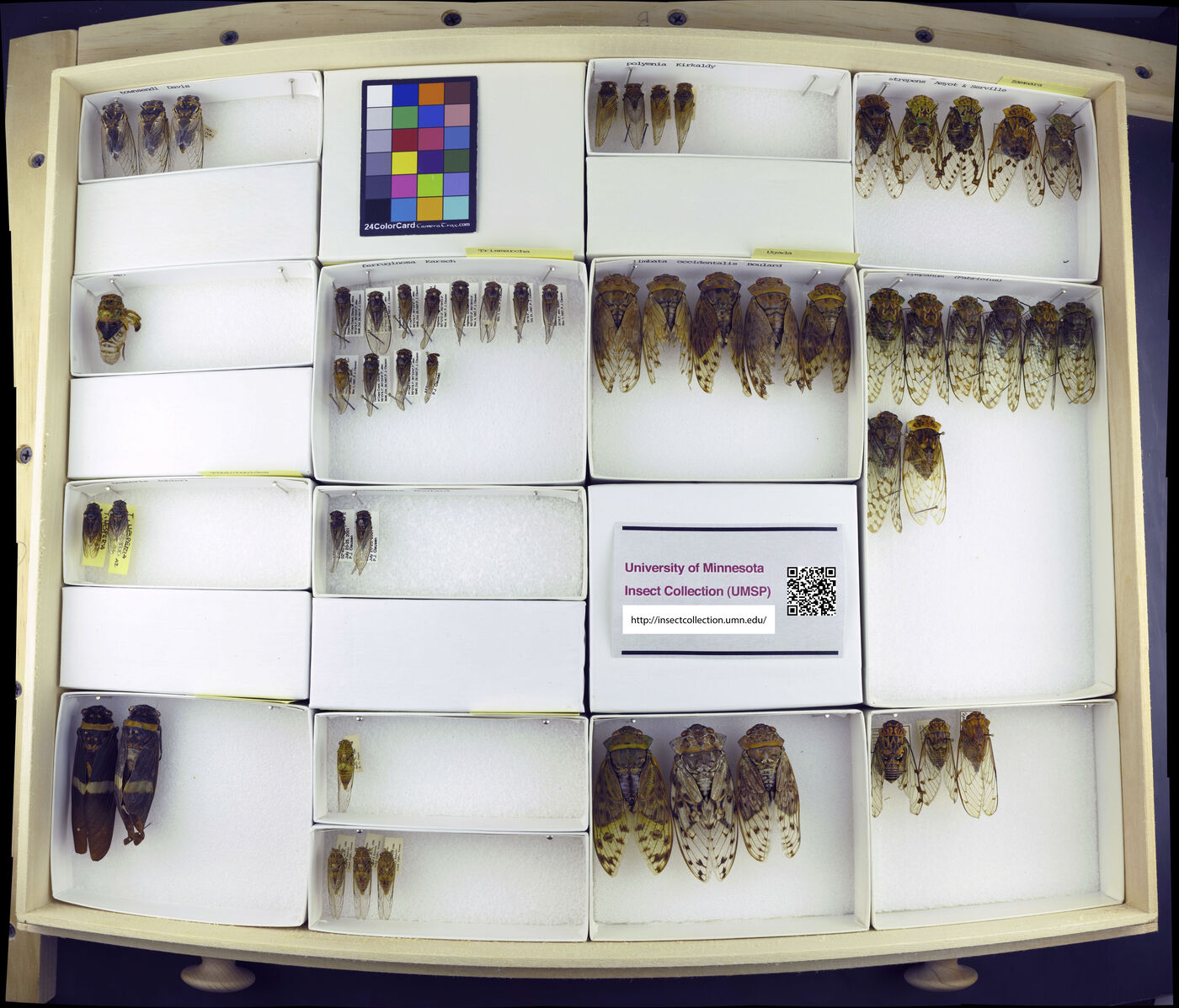 Trismarcha ferruginosa image