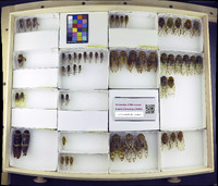 Media resource of Trismarcha ferruginosa