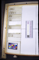 Media resource of Molophilus fultonensis