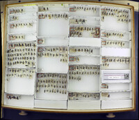 Media resource of Macrophya alba