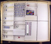 Media resource of Anomalopsyche minuta