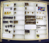 Media resource of Aragualna plenalinea