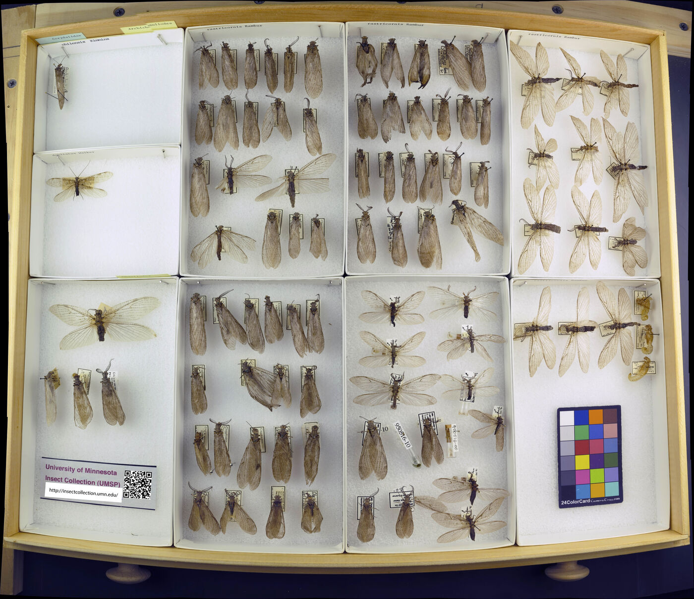 Archichauliodes chilensis image