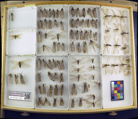 Media resource of Archichauliodes chilensis