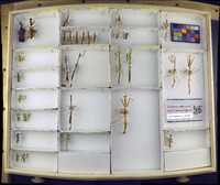 Media resource of Brunneria subaptera