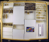 Media resource of Capucinella delicatula